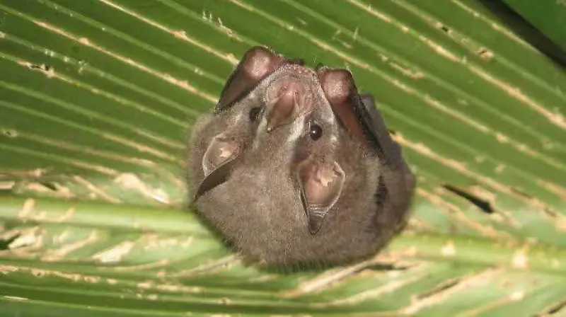 Murciélago lanza mayor Selva Lacandona Chiapas